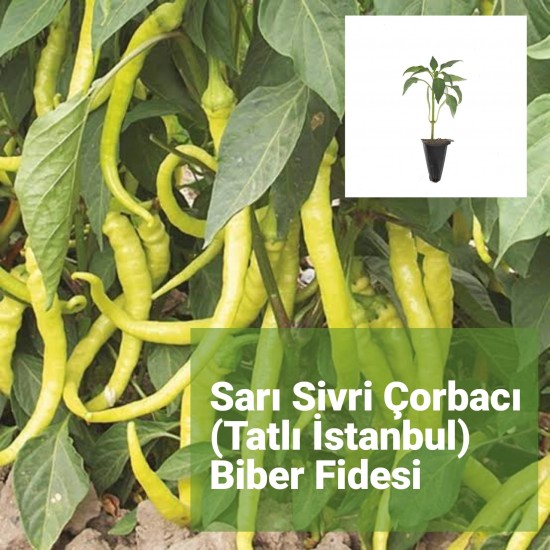 Biber Sarı Sivri Çorbacı (Tatlı) İstanbul Sivrisi